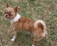 Unborn Litter- AKC, a  Chihuahua for sale in Muskogee, OK – Photo 7 of 7