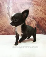 AKC ISLA, a female Chihuahua for sale in Muskogee, OK – 2 of 10
