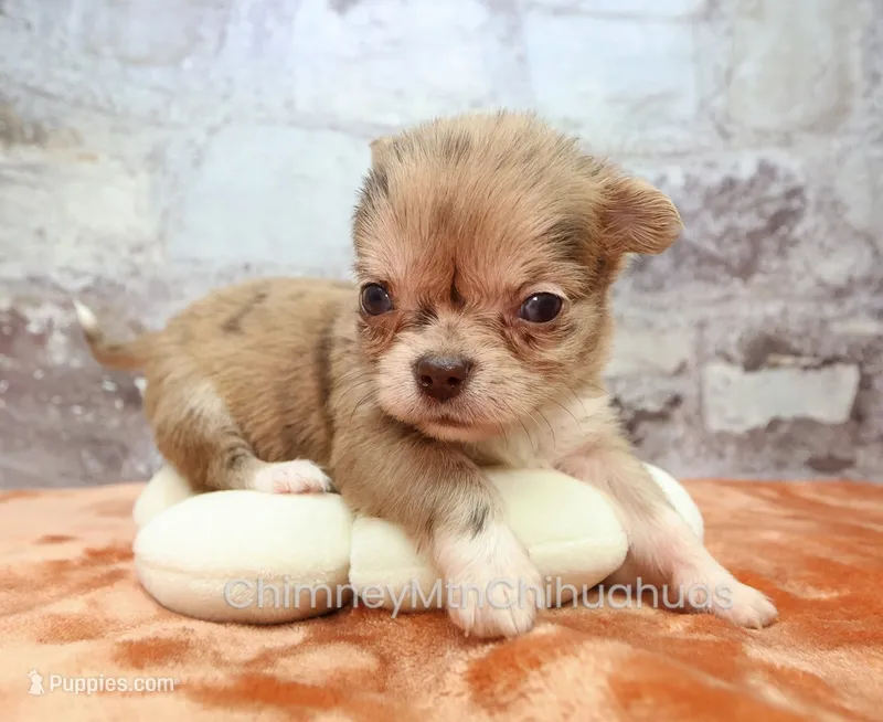 AKC IDA – Chihuahua puppy for sale in Muskogee, OK