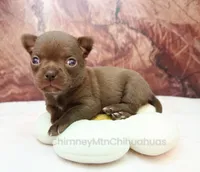 AKC AGNES, a female Chihuahua for sale in Muskogee, OK – 8 of 10