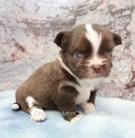 AKC HUCK, a male Chihuahua for sale in Muskogee, OK – 3 of 10