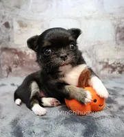 AKC PRALINE, a female Chihuahua for sale in Muskogee, OK – 1 of 10