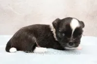 AKC ZAZU, a male Chihuahua for sale in Muskogee, OK – 6 of 10