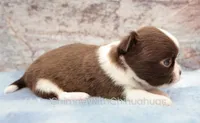 AKC TOM, a male Chihuahua for sale in Muskogee, OK – 6 of 10