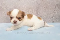 AKC ZUMA, a male Chihuahua for sale in Muskogee, OK – 3 of 10