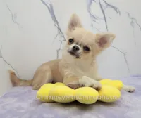 AKC FREIDA, a female Chihuahua for sale in Muskogee, OK – 4 of 10