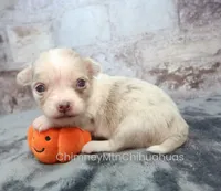 AKC BRAMBLE, a female Chihuahua for sale in Muskogee, OK – 7 of 10
