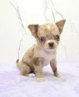 AKC IRENE, a female Chihuahua for sale in Muskogee, OK – 4 of 10