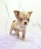 AKC IRENE, a female Chihuahua for sale in Muskogee, OK – 7 of 10