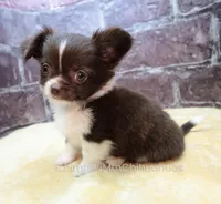 AKC EVERETT, a male Chihuahua for sale in Muskogee, OK – 6 of 10
