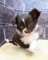AKC EVERETT, a male Chihuahua for sale in Muskogee, OK – 3 of 10