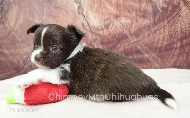AKC EVERETT – Chihuahua puppy for sale in Muskogee, OK