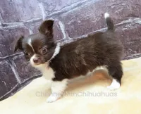 AKC EVERETT, a male Chihuahua for sale in Muskogee, OK – 5 of 10