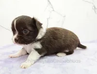 AKC EVERETT, a male Chihuahua for sale in Muskogee, OK – Photo 5 of 10