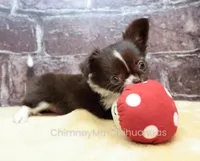 AKC EVERETT, a male Chihuahua for sale in Muskogee, OK – 7 of 10