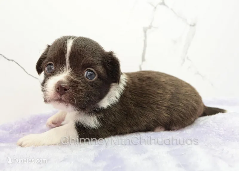 AKC EVERETT – Chihuahua puppy for sale in Muskogee, OK