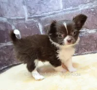 AKC EVERETT, a male Chihuahua for sale in Muskogee, OK – 2 of 10