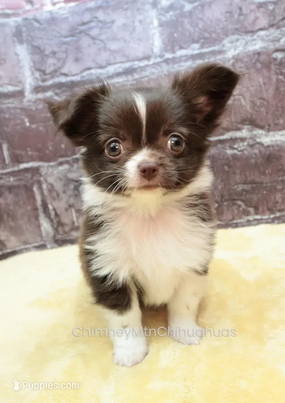 AKC EVERETT – Chihuahua puppy for sale in Muskogee, OK