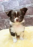 AKC EVERETT, a male Chihuahua for sale in Muskogee, OK – 1 of 10