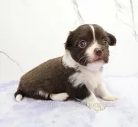 AKC EVERETT, a male Chihuahua for sale in Muskogee, OK – Photo 2 of 10