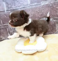 AKC EVERETT, a male Chihuahua for sale in Muskogee, OK – 8 of 10