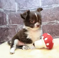 AKC EVERETT, a male Chihuahua for sale in Muskogee, OK – 4 of 10