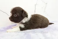 AKC EVERETT, a male Chihuahua for sale in Muskogee, OK – Photo 7 of 10