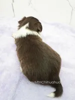 AKC EVERETT, a male Chihuahua for sale in Muskogee, OK – Photo 6 of 10