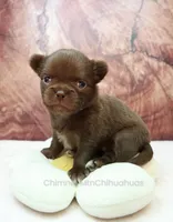 AKC MARGO, a female Chihuahua for sale in Muskogee, OK – 8 of 10
