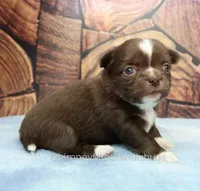 AKC EMILY, a female Chihuahua for sale in Muskogee, OK – 6 of 10