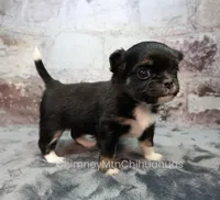 AKC PRALINE, a female Chihuahua for sale in Muskogee, OK – 7 of 10