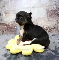 AKC PRALINE, a female Chihuahua for sale in Muskogee, OK – 6 of 10