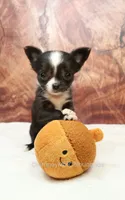 AKC ISLA, a female Chihuahua for sale in Muskogee, OK – 3 of 10