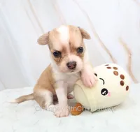 AKC IKE, a male Chihuahua for sale in Muskogee, OK – 5 of 10