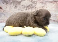 AKC ELWOOD, a male Chihuahua for sale in Muskogee, OK – 7 of 10