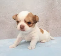 AKC ZUMA, a male Chihuahua for sale in Muskogee, OK – 7 of 10