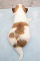 AKC ZUMA, a male Chihuahua for sale in Muskogee, OK – 8 of 10