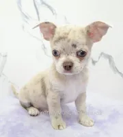AKC RICO, a male Chihuahua for sale in Muskogee, OK – 3 of 10