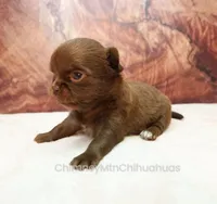 AKC MARGO, a female Chihuahua for sale in Muskogee, OK – 6 of 10