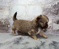AKC CINNAMON, a female Chihuahua for sale in Muskogee, OK – 8 of 10