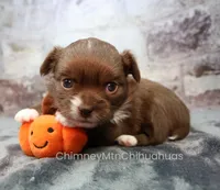 AKC NUTMEG, a female Chihuahua for sale in Muskogee, OK – 5 of 10