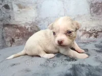 AKC BRAMBLE, a female Chihuahua for sale in Muskogee, OK – 3 of 10