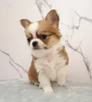 Unborn Litter- AKC, a  Chihuahua for sale in Muskogee, OK – 3 of 7