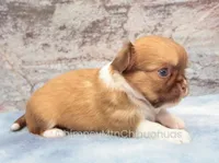 AKC PIP, a male Chihuahua for sale in Muskogee, OK – 5 of 10