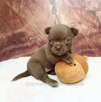 AKC AGNES, a female Chihuahua for sale in Muskogee, OK – 3 of 10