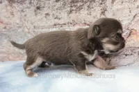 AKC JAKE, a male Chihuahua for sale in Muskogee, OK – 5 of 10