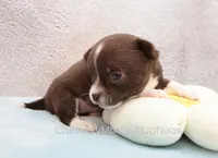 AKC QUINNA, a female Chihuahua for sale in Muskogee, OK – 8 of 10