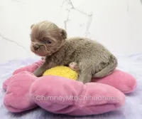 AKC ADAM, a male Chihuahua for sale in Muskogee, OK – Photo 2 of 10