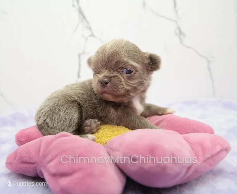 AKC ADAM – Chihuahua puppy for sale in Muskogee, OK