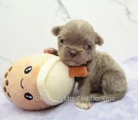 AKC ADAM, a male Chihuahua for sale in Muskogee, OK – Photo 5 of 10